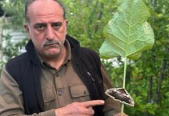 Dev baykuş kelebeği Erzurum'da ilk kez görüldü!