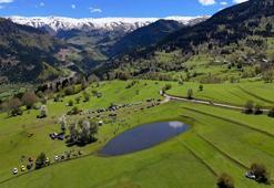 Sadece 2 ay ortaya çıkıyor: Artvin'de geçici doğa harikasına akın ediyorlar