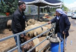 Diyarbakır'da hayvan pazarında görüldü: Satıcıda heves kalmadı