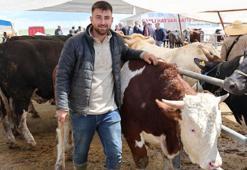 Büyükbaş hayvan fiyatlarının otomobil fiyatlarıyla yarışıyor! İşte 830 kiloluk tosunun fiyatı