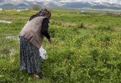 Ağrı’da asırlık gelenek: Doğada yetişen şifa kaynağı otlar kış sofraları için hazırlanıyor
