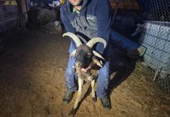 Kurban pazarında nöbet başladı: Gece yarısı ortaya çıkana önlem oluyor