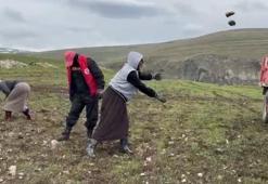 Karlar eriyince yüzeye çıktı! Çiftçiler tarlalara akın etti: Sabahın ilk ışıklarıyla tonlarca toplanıyor!