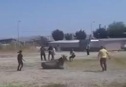 Kaçan inek klasik pozunu verdi: Balıkesir'de kontrol ineğe geçti