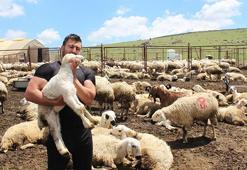 İstifa etti, köyüne döndü, 100 koyunla başladı! 28 yaşında kendi işinin patronu oldu: '2 yılda 2 bin 300 koyuna çıkardı'