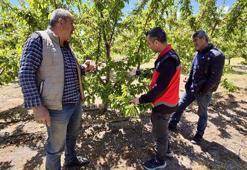 Ekipler sahaya indi: Afyon kirazında verim kaybının önüne geçmek için tek tek inceleniyor: İhracatın kaderini belirleyecek