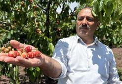 Gecen yıl don vurdu, bu yıl da aşırı yağışlar... 'Erkenci kirazlar komple yarıldı'