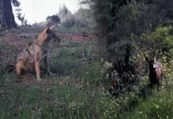 Ganos Dağları'ndaki yaban hayatın eşsiz anları gözler önüne serildi