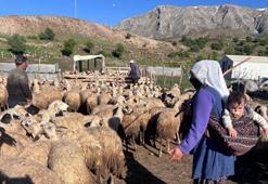 Şavakların yayla mücadelesi: İşte Erzincan Tulum peynirinin arkasındaki yoğun emek