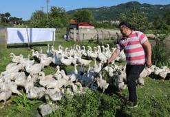 Ordulu üretici gizli sermayeyi buldu! Görenler şaşkın: Sadece 1 yılda sayısını 11 katına çıkardı