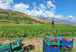 Erzincan'da yılın ilk hasadı başladı! Devlet desteği ile üretime başladı, ilk çıkan ürünlerini satmadan dağıttı