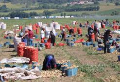 Amasya'da tarlada fiyatı 25 TL'ye çıktı! Dev hasat başladı: Çiftçinin yüzü gülüyor