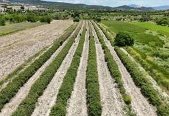 Kilosu 12 bin avrodan alıcı buluyor! Isparta'da 2026 yılı gül hasadı başladı