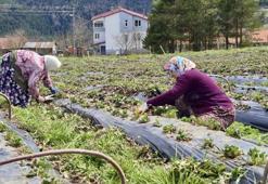 Samsun’da üretime dev destek! Çiftçinin kazancı katlanacak