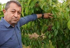 Aşırı yağışlar Tokat'ta kirazı vurdu! Şehirde hasar yüzde 100'e ulaştı