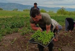 Sivas'ta bir ilk! Tarlaya dikildi, üreticiye yeni gelir kapısı olacak