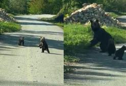 Gezintiye çıkan kardeşlerin anne ayı ve yavruları ile sohbeti gülümsetti