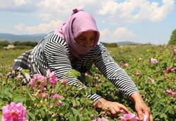 Günlük 800 lira kazanıyorlar! Isparta'da hasat başladı: Dünya o ürünün peşinde