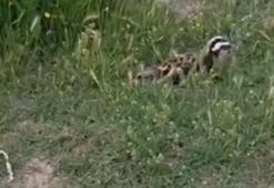 Bu hayvan Konya’da ikinci kez görüldü! İsmini bilen çok az kişi var