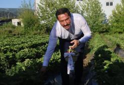 Hatay 10 bin 900 ton rekolteyle rekor kıracak!