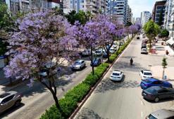 Adana mor renge büründü! Bu ağaçları Adanalılar her gün görüyor ama adını ilk kez duyacak