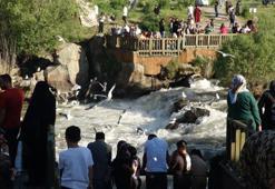 Uçan balıkların göç yolculuğu gecikmeli başladı! Dünyada sadece burada görülüyor
