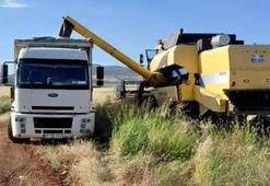 Gaziantep'te ilk hasat başladı! Kilosu 12,50 TL'den satıldı
