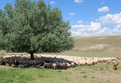 Aksaray’da ‘ithal çoban’ dönemi başladı