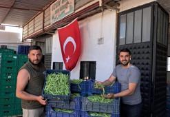 İlk hasat başladı, üretici fiyatlardan memnun! Yaz yemeklerinin vazgeçilmezi 100 liradan satılıyor