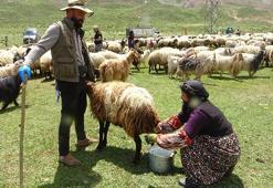 Yayla sezonu açıldı, Meşhur Hakkari otlu peynirinin yolculuğu başladı: Kışlık siparişler şimdiden hazırlanıyor