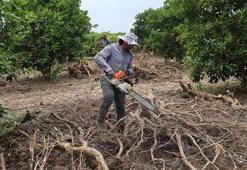 Adana'da çiftçinin yeni gelir kapısı: Portakal ve limon ağaçları tarlada kesilip bakın nereye satılıyor!