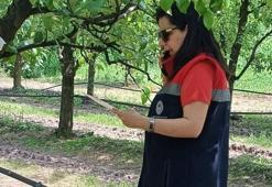 Fındık üreticilerine kritik uyarı! Çiftçilere tek tek bildirildi: Gecikmeyin
