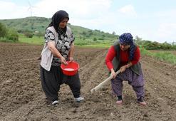 Samsun'da kırsal kalkınma hamlesi! Üreticinin pazarlama kaygısı bitti, satın alma garantisi geldi, marka haline gelecek