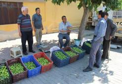 Aydın'da sezonu başladı: Kilosu 500 liraya gidiyor