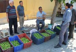 Bu pazarda meyve değil ilek satılıyor! Kilosu 500 TL'den kapış kapış gidiyor