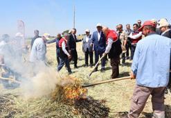Adıyaman’ın asırlık eşsiz lezzeti firik bulgurunun hasadı başladı