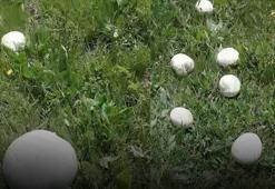Sağanak yağışlar en çok bu ürüne yaradı! Bu yıl bol bol yenecek, kilogram fiyatı en dipte