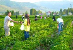 Çileği tarlasında yemek serbest, götürmek ücretli