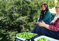 Kocaeli'de fiyatı 200 liradan 70 liraya düştü! Dalından toplanıyor, 81 il bu ürün için sıraya girdi