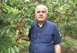 Toroslar'ın kırmızı altını hasat ediliyor: Tam 35 ülke bu kirazı alabilmek için sıraya girdi!
