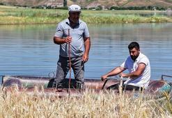 Diyarbakır'da köylüler inanamadı! Tarlanın hepsini kapladı: 55 yaşındayım, böyle bir şey görmedim
