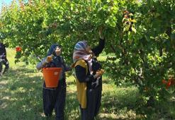 Mersin'de hasat başladı! 3 milyon ağaçtan servet fışkırıyor: Rusya ve Avrupa sıraya girdi
