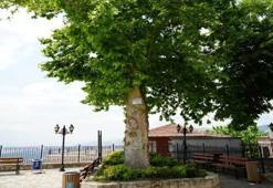Kocaeli'de 6 asırdır ayakta duruyor: Şehrin en yaşlısı yıllara meydan okuyor