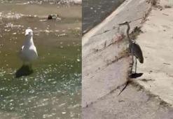 Yenice'de gri balıkçıl ile martı aynı karede av bekledi