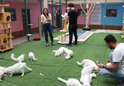 Van Kedi Villası’nda 100 yeni üye heyecanı: 9 günlük bayramda ziyaretçi akını!