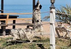 Bunlar da dronsavar köpekler! Radarlardan kaçmayı başaranlar bunlardan kaçamıyor