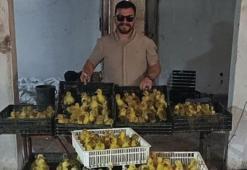 Kaz yetiştiriciliği ve üretiminde Samsun modeli: Hedef üretimden ihracata uzanan zincir