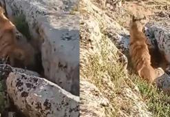 Şanlıurfa'nın ilçesinde ortaya çıktı! Köylüler görünce inanamadı