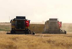 Mardin Ovası’nda buğday hasadı başladı: Dekarda 554 kilogramla 709 bin ton rekolte hedefleniyor!