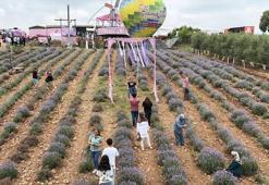 Mis kokulu mor lavantaların arasında renkli festival